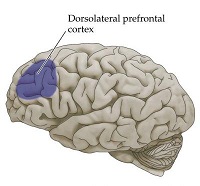脳のイメージ図